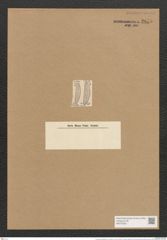 Encyonema caespitosum var. obtusum A. Sch. (de-Toni-Nr.: Genus 34, Species 1491) Zeichnungen Sammlung Grunow Nr. 2875 (NHMW-BOT-W0370203)